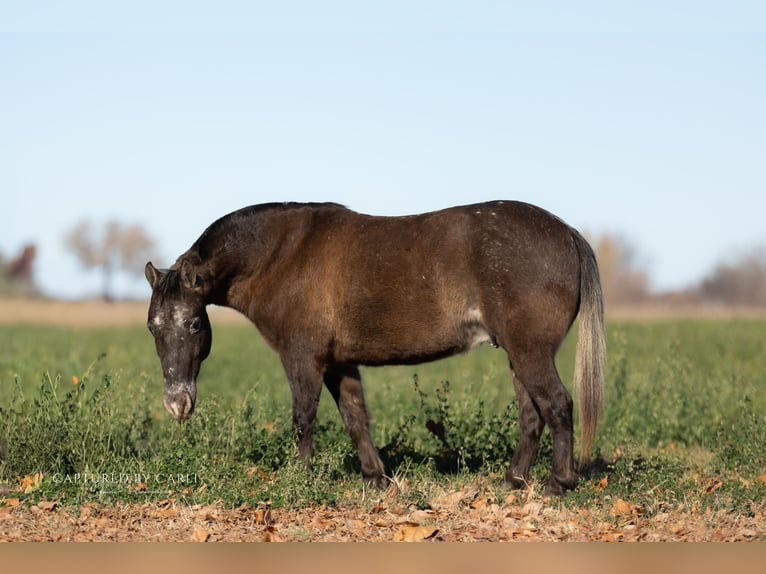 Quarter Pony Gelding 9 years 12 hh in Lewistown