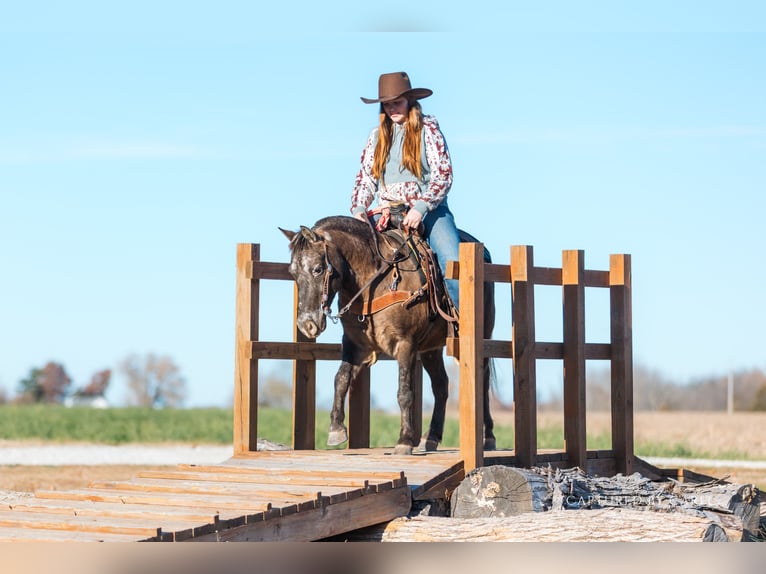 Quarter Pony Gelding 9 years 12 hh in Lewistown