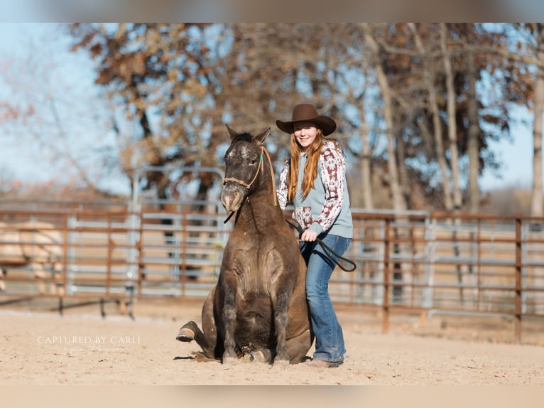 Quarter Pony Gelding 9 years 12 hh in Lewistown