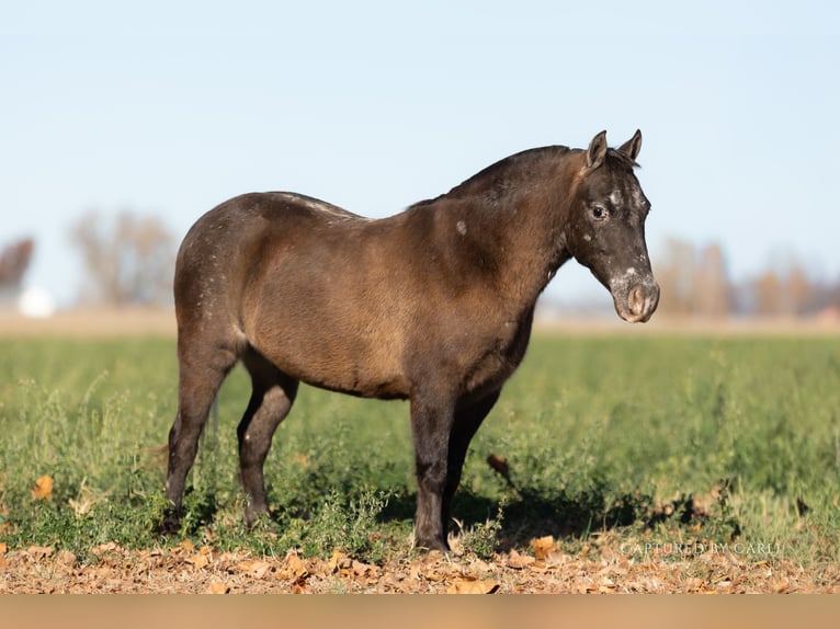 Quarter Pony Gelding 9 years 12 hh in Lewistown