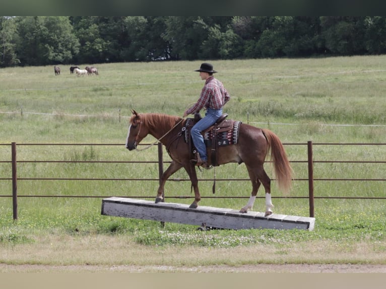 Quarter Pony Gelding 9 years 13,3 hh Roan-Red in Mt Vernon, MO