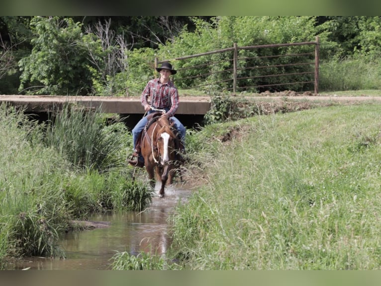 Quarter Pony Gelding 9 years 13,3 hh Roan-Red in Mt Vernon, MO