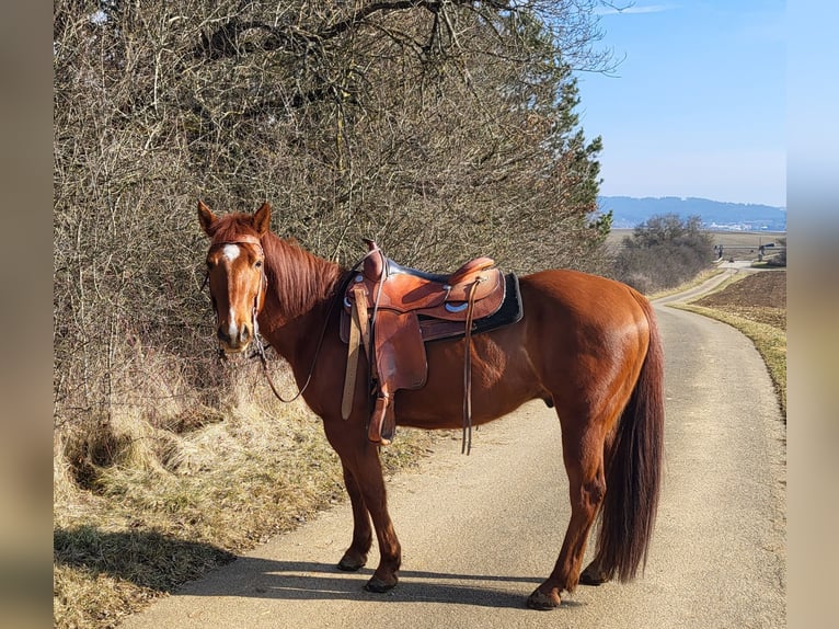 Quarter Pony Gelding 9 years 14,1 hh Chestnut-Red in Denkingen