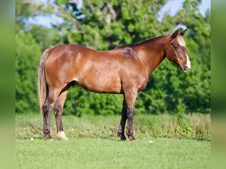 Quarter Pony Gelding 9 years 14 hh Bay in Athens