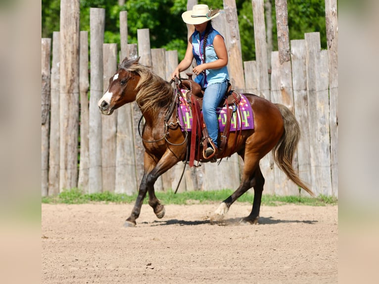 Quarter Pony Gelding 9 years 14 hh Bay in Athens