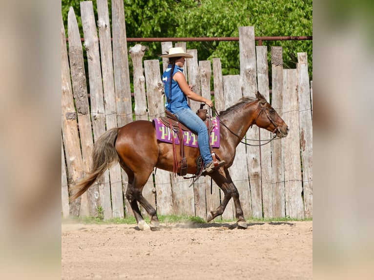 Quarter Pony Gelding 9 years 14 hh Bay in Athens