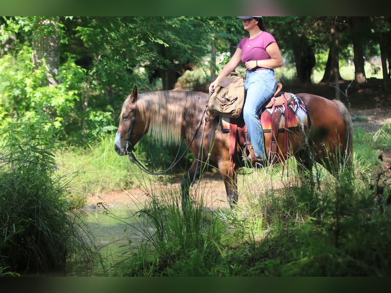 Quarter Pony Gelding 9 years 14 hh Bay in Athens