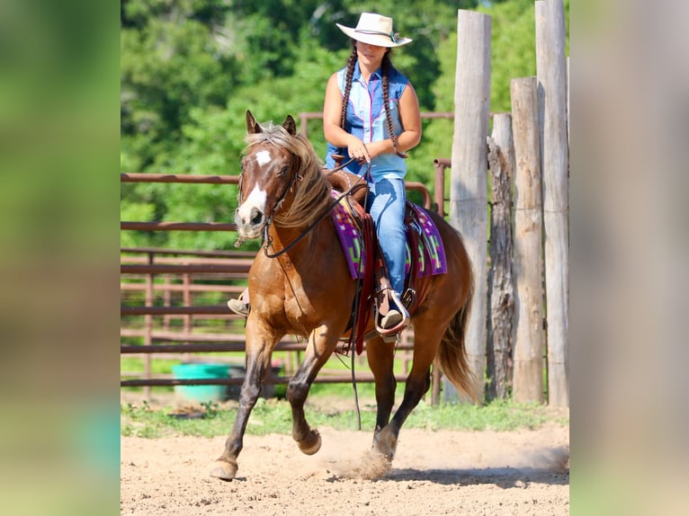 Quarter Pony Gelding 9 years 14 hh Bay in Athens