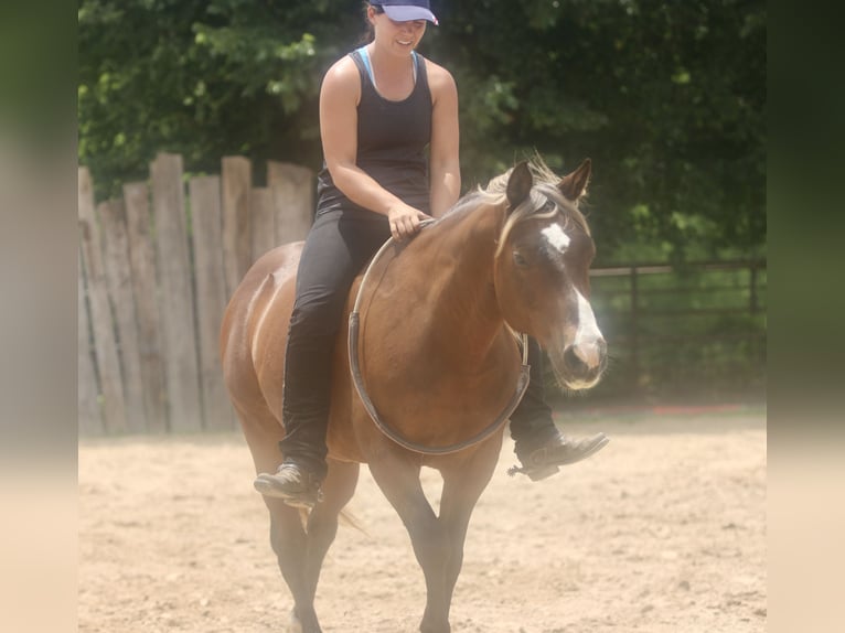 Quarter Pony Gelding 9 years 14 hh Bay in Athens