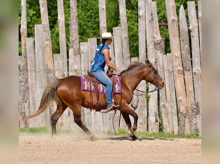 Quarter Pony Gelding 9 years 14 hh Bay in Athens
