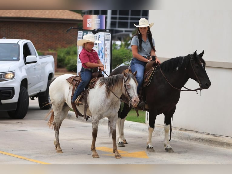 Quarter Pony Gelding 9 years 14 hh in Joshua, TX