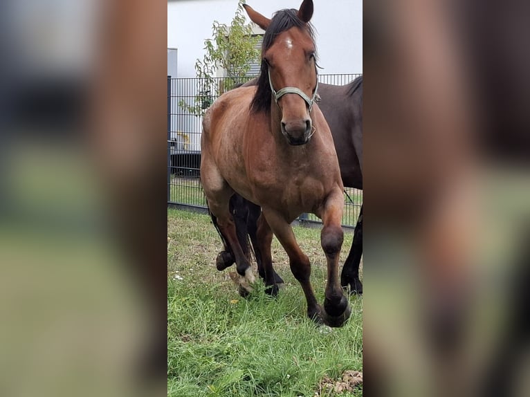 Quarter Pony Gelding 9 years 16 hh Roan-Bay in Thüringen - Teistungen