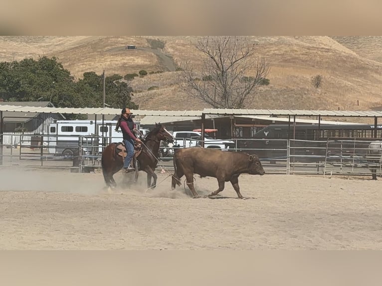 Quarter Pony Gelding 9 years Bay in King City