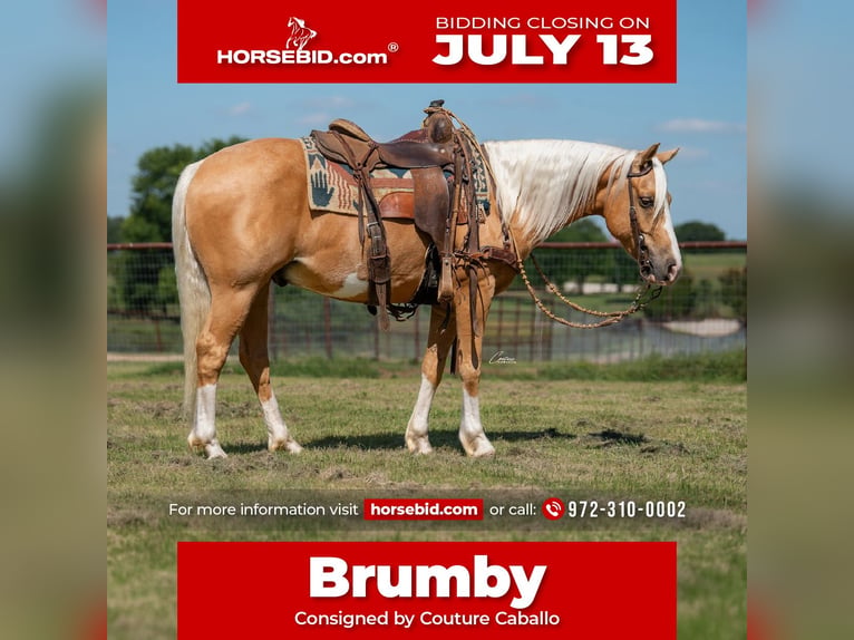 Quarter Pony Gelding 9 years Palomino in Fort Worth