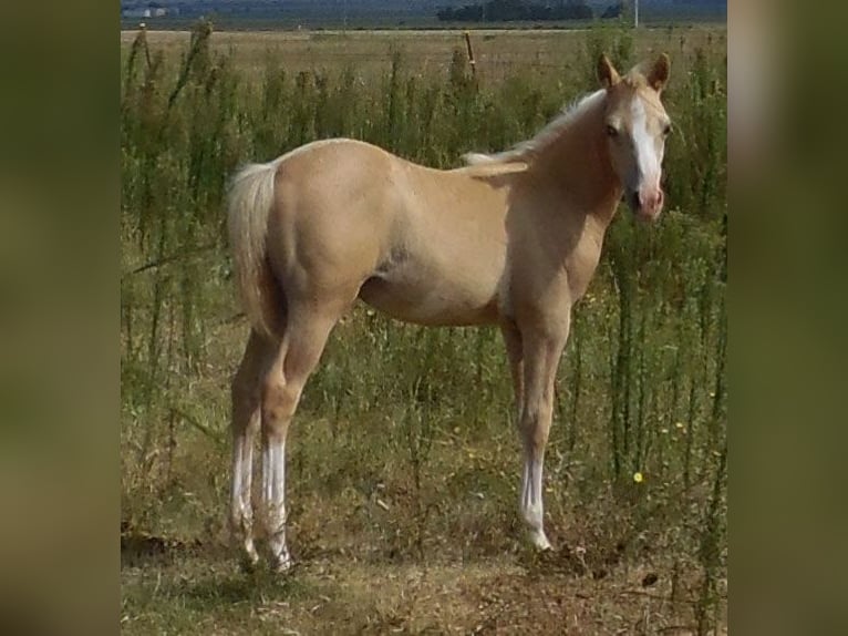 Quarter Pony Gelding 9 years Palomino in Fort Worth