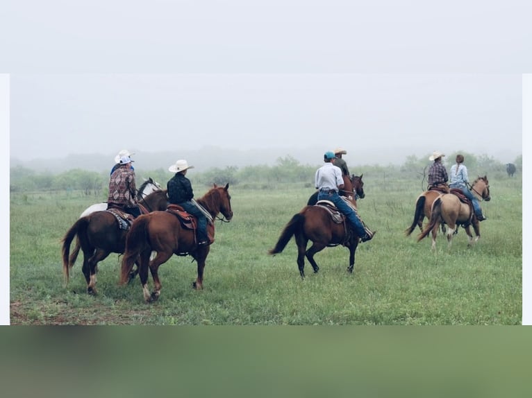 Quarter Pony Gelding 9 years Pinto in Cisco
