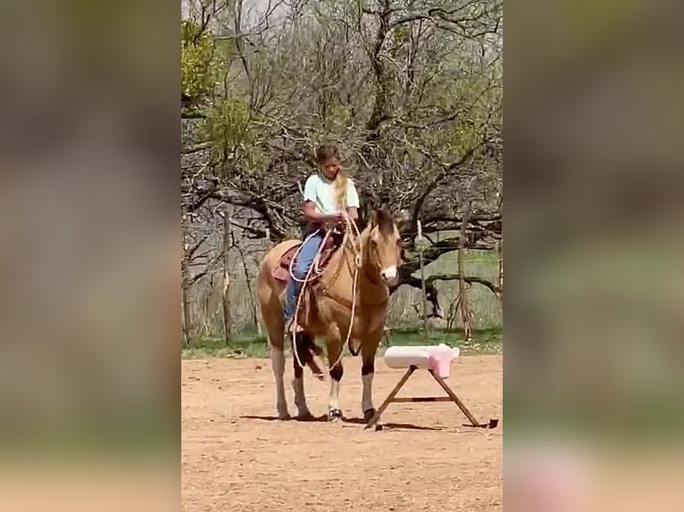 Quarter Pony Gelding 9 years Pinto in Cisco