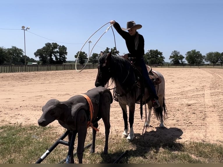Quarter Pony Gelding 9 years Roan-Bay in Lipan, TX