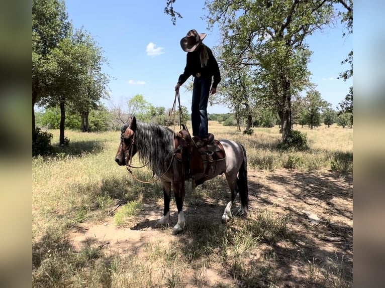 Quarter Pony Gelding 9 years Roan-Bay in Lipan, TX