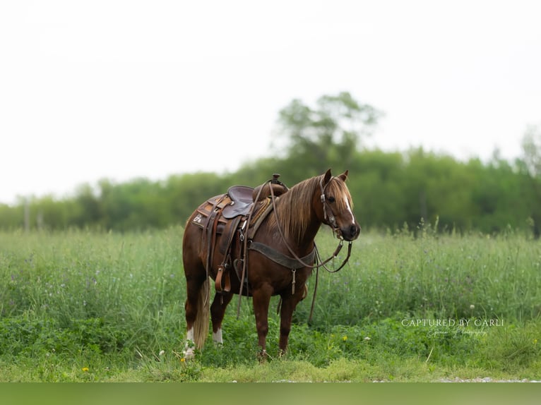 Quarter Pony Gelding 9 years  in Lewistown