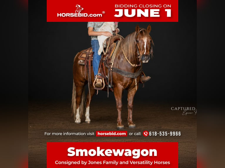Quarter Pony Gelding 9 years  in Lewistown