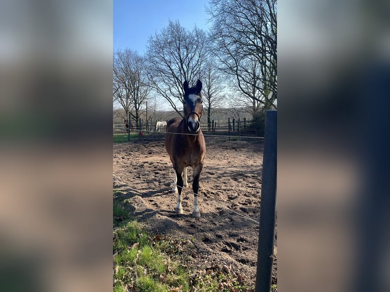 Quarter Pony Mix Giumenta 11 Anni 150 cm Pelle di daino in Essen