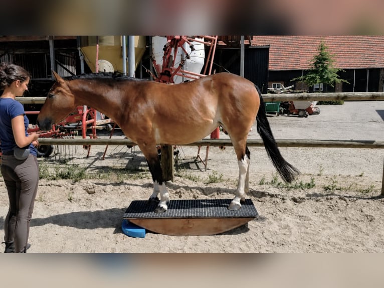 Quarter Pony Mix Giumenta 11 Anni 150 cm Pelle di daino in Essen