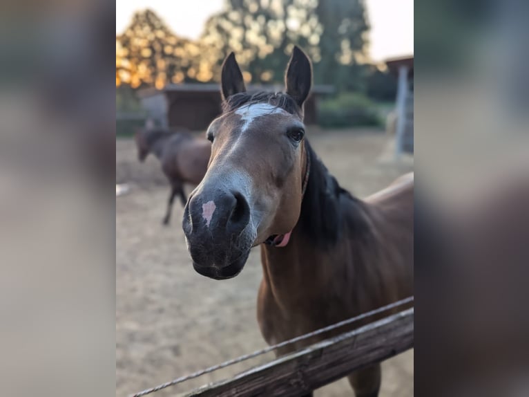 Quarter Pony Mix Giumenta 11 Anni 150 cm Pelle di daino in Essen