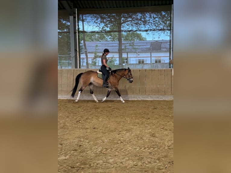 Quarter Pony Mix Giumenta 11 Anni 150 cm Pelle di daino in Essen