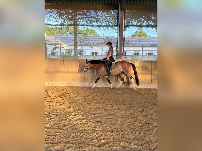 Quarter Pony Mix Giumenta 11 Anni 150 cm Pelle di daino in Essen