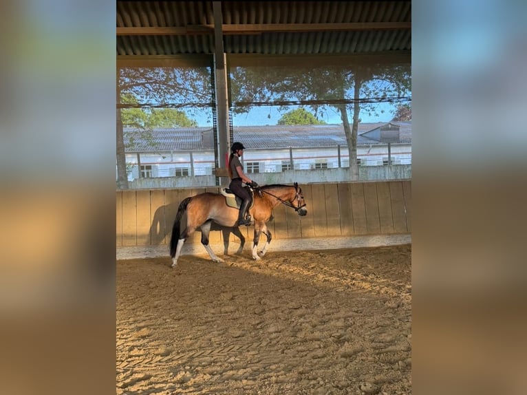 Quarter Pony Mix Giumenta 11 Anni 150 cm Pelle di daino in Essen
