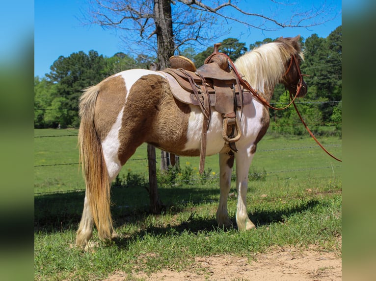 Quarter Pony Giumenta 12 Anni 130 cm Grullo in Rusk, TX