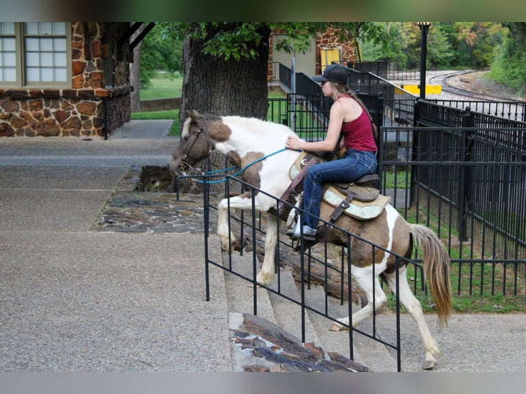 Quarter Pony Giumenta 12 Anni 130 cm Grullo in Rusk, TX