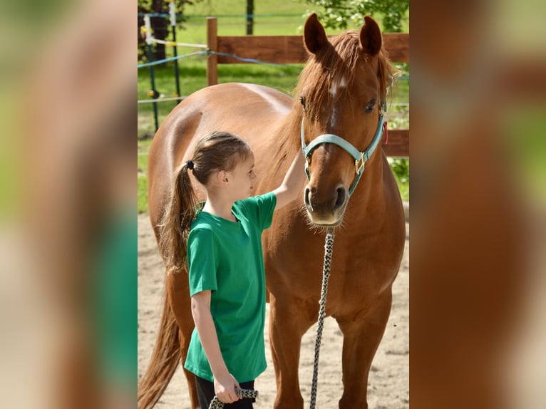 Quarter Pony Mix Giumenta 12 Anni 150 cm Sauro in Eschlkam