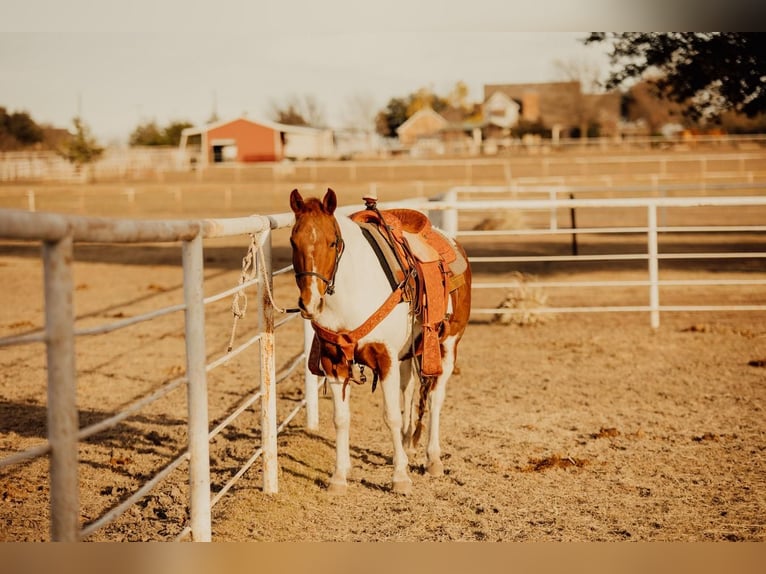 Quarter Pony Giumenta 13 Anni in Rockwall, TX