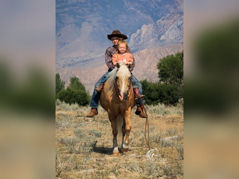 Quarter Pony Giumenta 14 Anni 127 cm Palomino in Cody