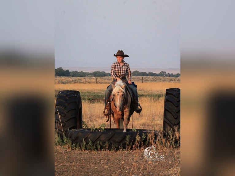 Quarter Pony Giumenta 14 Anni 127 cm Palomino in Cody