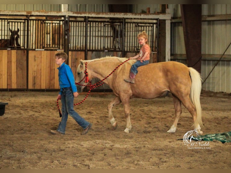 Quarter Pony Giumenta 14 Anni 127 cm Palomino in Cody