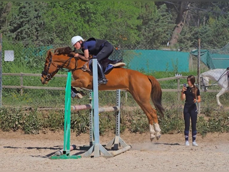 Quarter Pony Giumenta 14 Anni 145 cm Falbo in Madrid