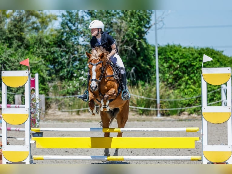 Quarter Pony Giumenta 14 Anni 145 cm Falbo in Madrid