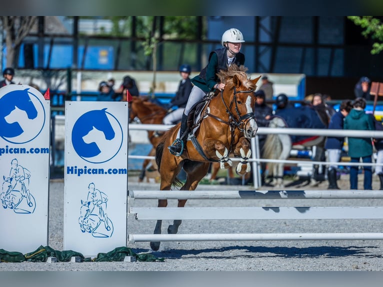 Quarter Pony Giumenta 14 Anni 145 cm Falbo in Madrid