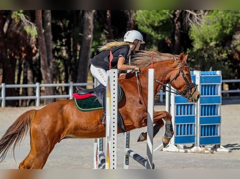 Quarter Pony Giumenta 14 Anni 145 cm Falbo in Madrid