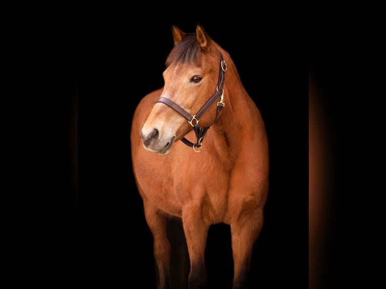 Quarter Pony Giumenta 14 Anni Baio ciliegia in Guyton