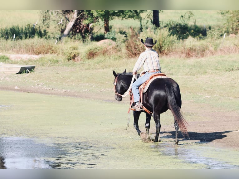 Quarter Pony Giumenta 16 Anni 140 cm Morello in Carthage