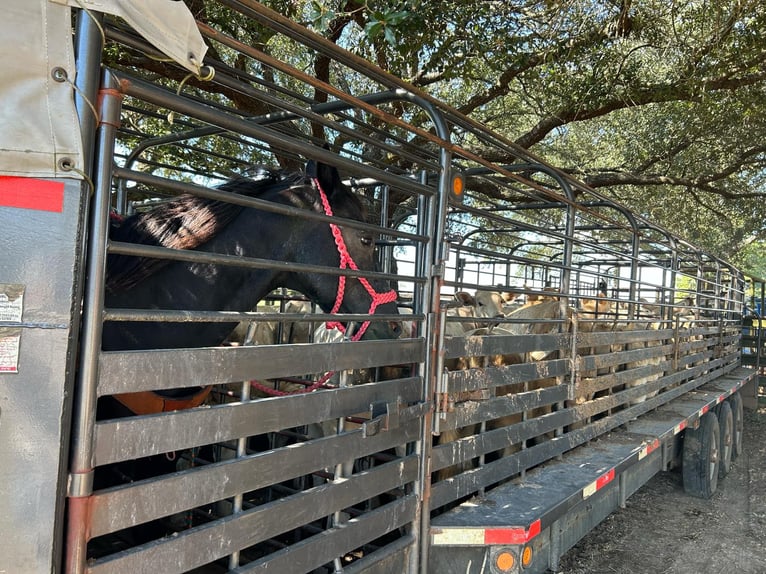 Quarter Pony Giumenta 16 Anni 140 cm Morello in Carthage