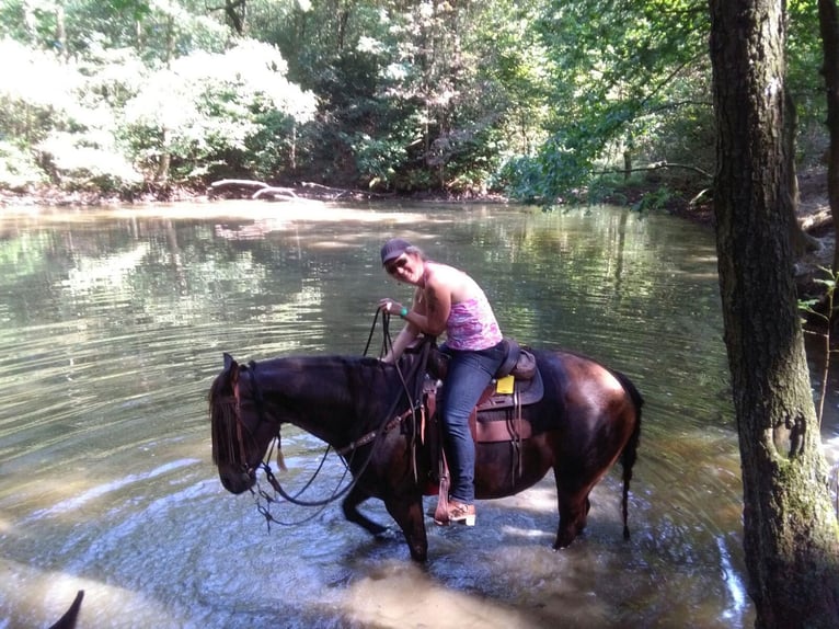 Quarter Pony Giumenta 16 Anni 153 cm Baio scuro in Montfort