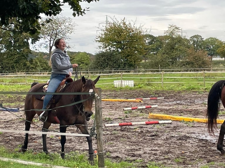 Quarter Pony Giumenta 16 Anni 153 cm Baio scuro in Montfort