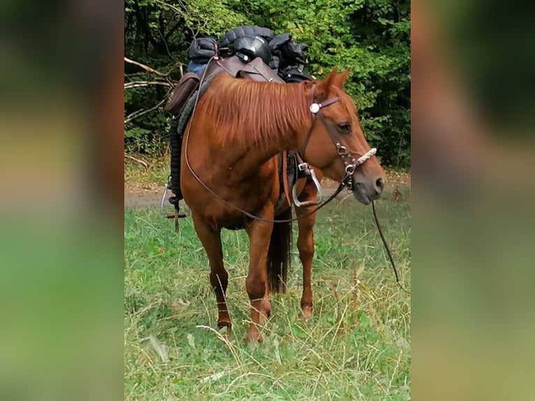 Quarter Pony Mix Giumenta 17 Anni 151 cm Sauro scuro in Rothenbach