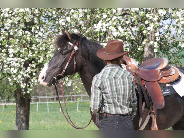 Quarter Pony Mix Giumenta 19 Anni 140 cm Baio nero in Königs Wusterhausen