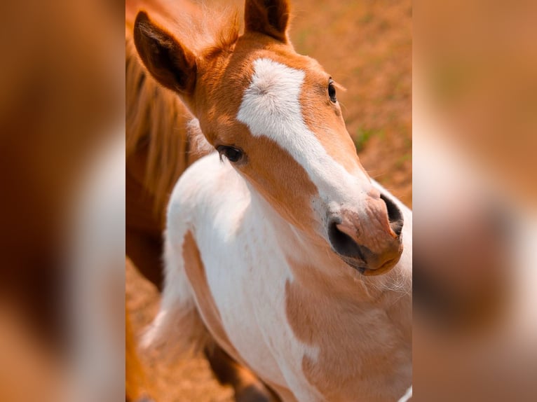 Quarter Pony Giumenta 1 Anno 135 cm Pezzato in Hüttenrode